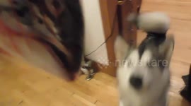 Alaskan Malamute Sojou Eats Raw Salmon Head Meal