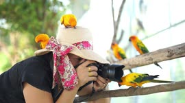 A cute bird tries to eat a photographers lens and another one tries to eat her hat.