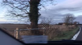White deer spotted: Stunning moment albino animals are caught on camera in UK's Suffolk