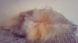 Puppy with stunning long hair being blowdryed in Slow motion