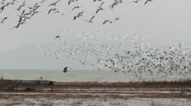Exciting action as eagle chases duck amid the snowgeese flurry