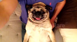 Baboo the pug enjoys snoring noisily