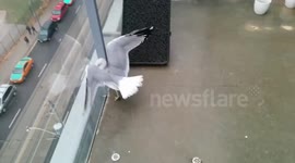Seagull stuck on a balcony in Toronto
