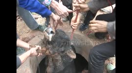 Ox pulled from a manhole in China
