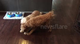 Naughty puppy steals obedient dog's treat
