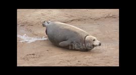 Grey Seal Giving Birth To Her Pup.