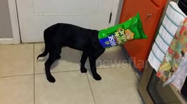 Labrador puppy goes for the crumbs