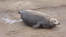 Grey seal gives birth on Lincolnshire beach, UK