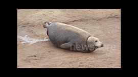 Grey Seal Giving Birth No Music