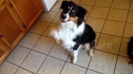 Dog tricks Australian Shepherds