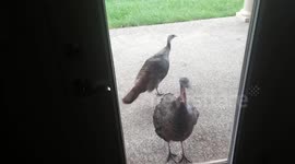Wild turkeys knock at the kitchen window