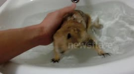 Pet prairie dog takes a bath