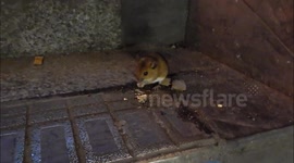 Small Mouse On The Steps Of Oxford Circus Train Station
