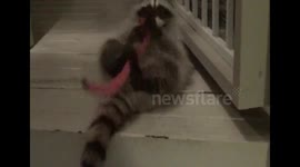 Baby Raccoon At Play Scratch-A-Belly