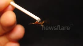 Bombardier Beetle Test Fire Original 2