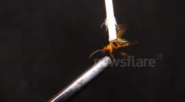 Bombardier Beetle Test Fire Video 3