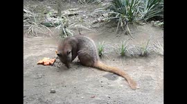 Mangusta eating coffée - traditional balinese coffée - Kopi Luwak - Indonesia