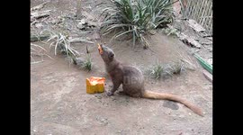 Mangusta eating coffée - traditional balinese coffée - Kopi Luwak -  Indonesia.