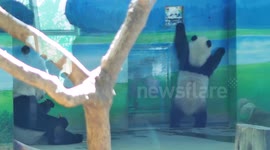 Excited panda cub tries to climb door in Taiwan zoo