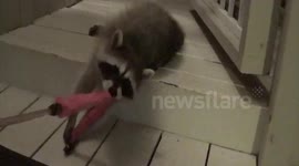 Cute baby raccoon plays with cat toy