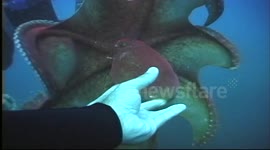 Diver Handles Big Octopus