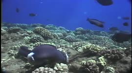 Eel Attacks Octopus
