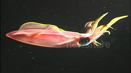 night dive squid