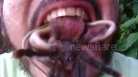 Man puts live tarantula and snake in his mouth