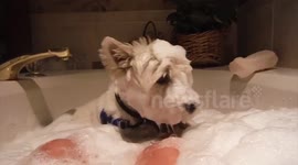 Curious dog falls into bubble bath
