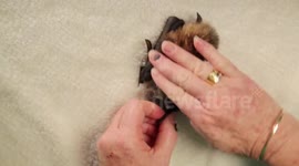 Baby Bat Burritos