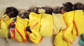 Baby bat burritos! Adorable bats are wrapped in blankets for feeding time