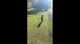 Baby falls VERY FUNNY