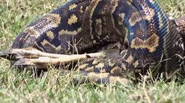 Tourists spot python eating an antelope in Kenya