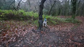 Bob the bulldog on a swing