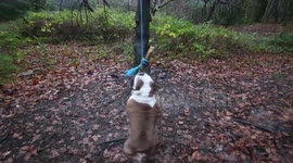 Bulldog enjoys rope swing