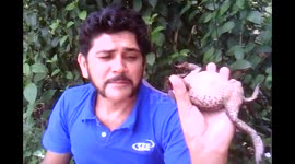 Man hypnotises a toad with his tongue