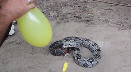 Snake wearing glasses bursts balloons