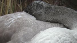 Sleeping beauty (swan)
