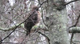 Beautiful red tailed hawk