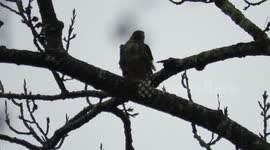 Peregrine falcon flies straight towards me!