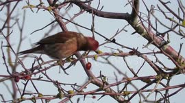 House finch eating winter berries
