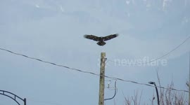 Air Canada and bald eagle