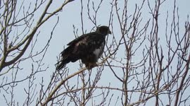 Young bald eagle at the beach