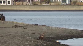 Eagles pulls fish out the sea