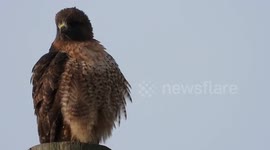 Fluffy shake after the storm from a red tailed hawk