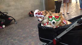 Christmas dogs attract their own little paparazzi as holiday shoppers crowd around for pictures