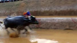 India's traditional 'kambala' buffalo race thrills spectators despite animal rights concerns