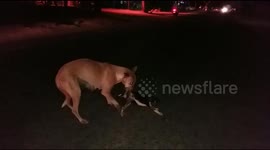 Mother dog saves injured pup’s life her dragging him to safety