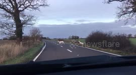 White deer spotted: Stunning moment albino animals are caught on camera in UK's Suffolk