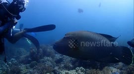 fish with a heightened intelligence???